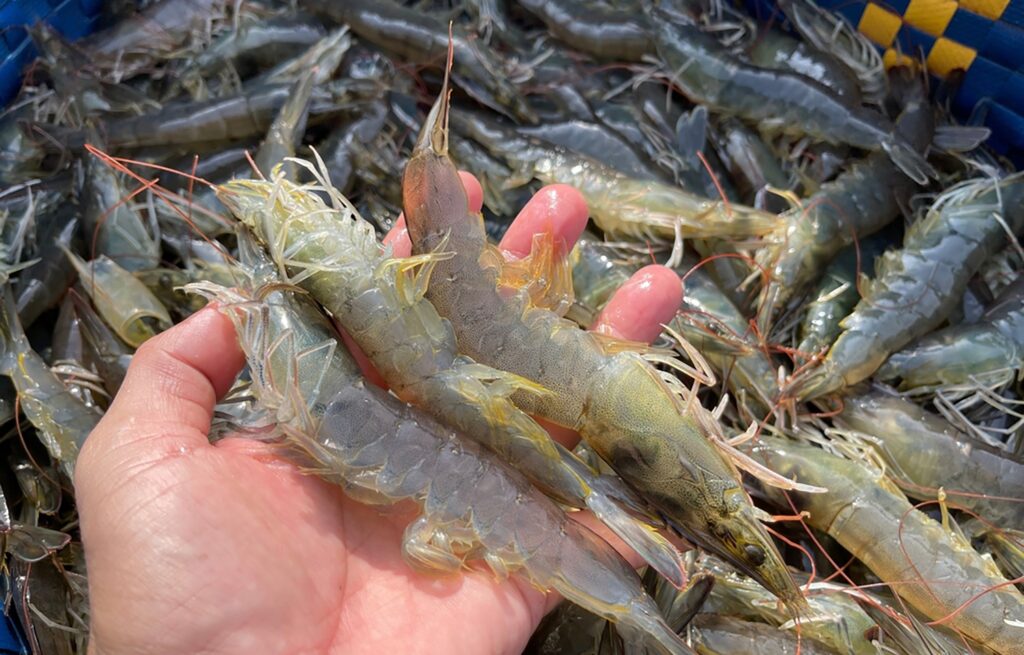 Vietnam Shrimp Exports Reach 3.3 Billion Dollars