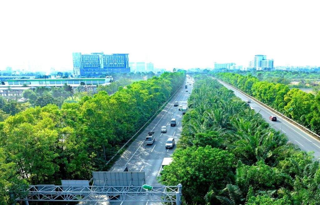 Hanoi Public Tree Safety Rules Target Risky Species Hanoi Public Tree Safety Rules Target Risky Species